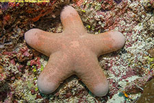 sea star